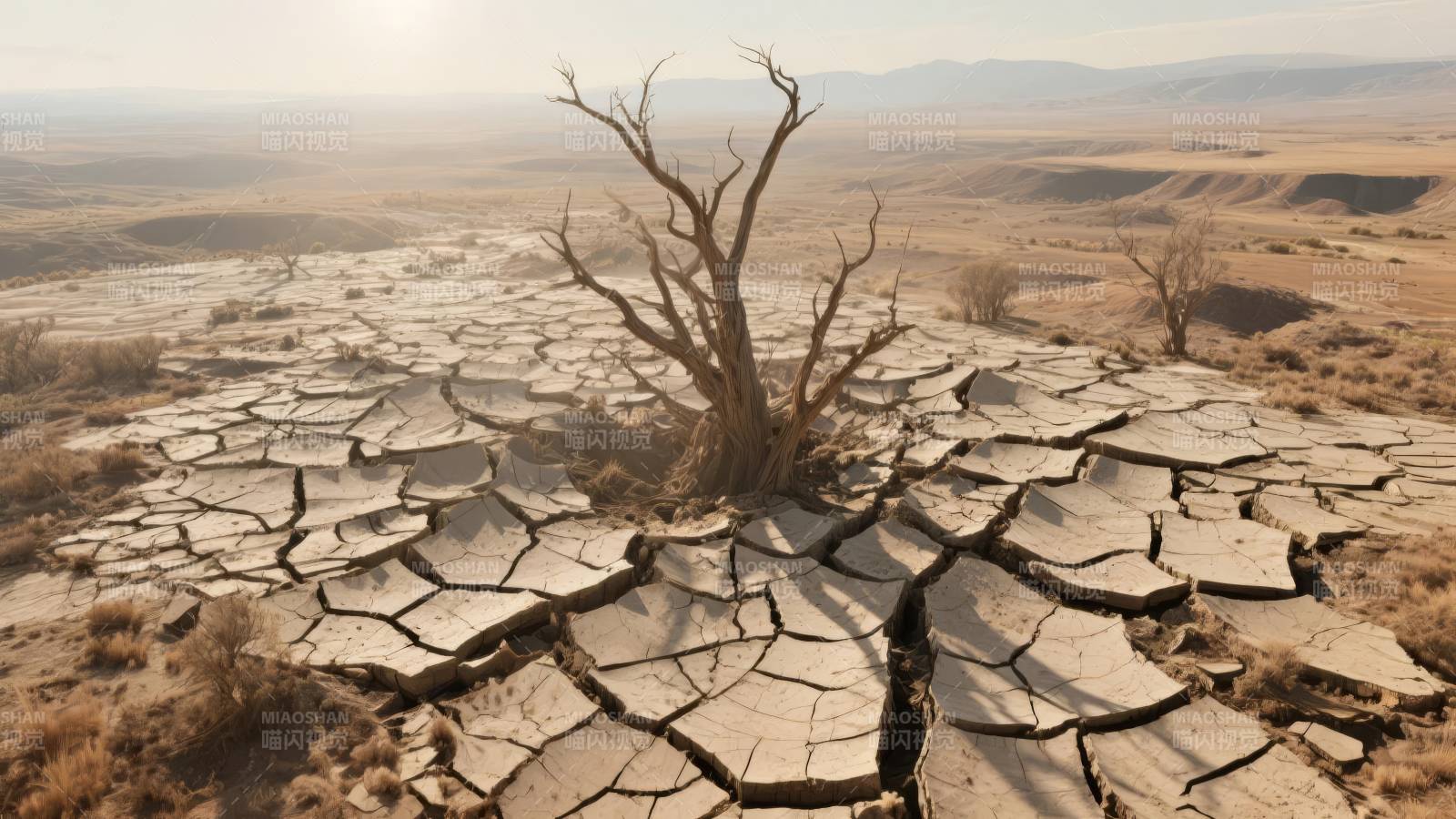 干裂大地枯树图片