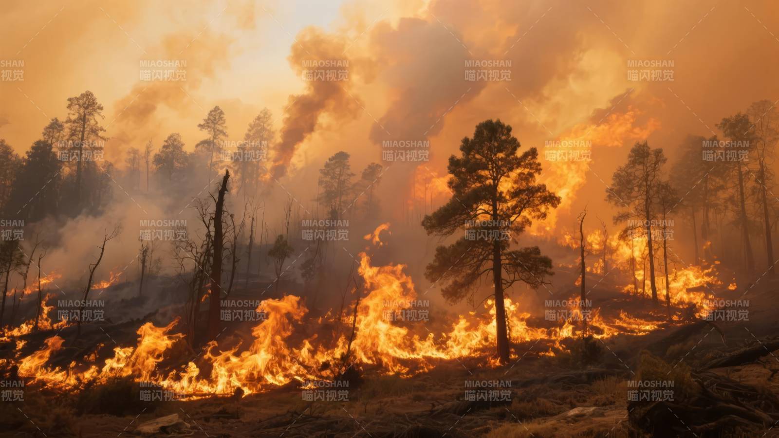 森林大火肆虐图片