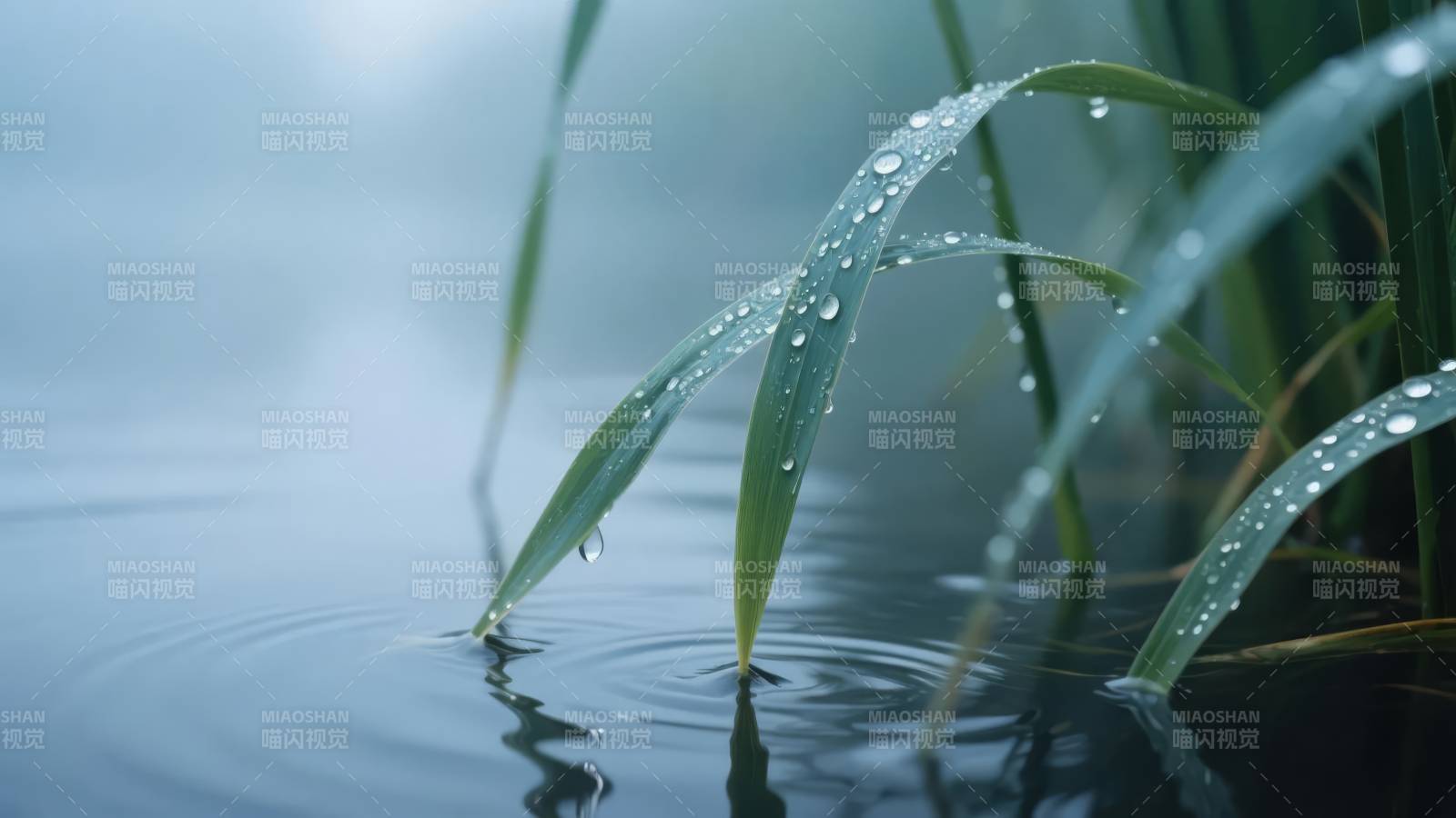 水珠轻拂草尖图片