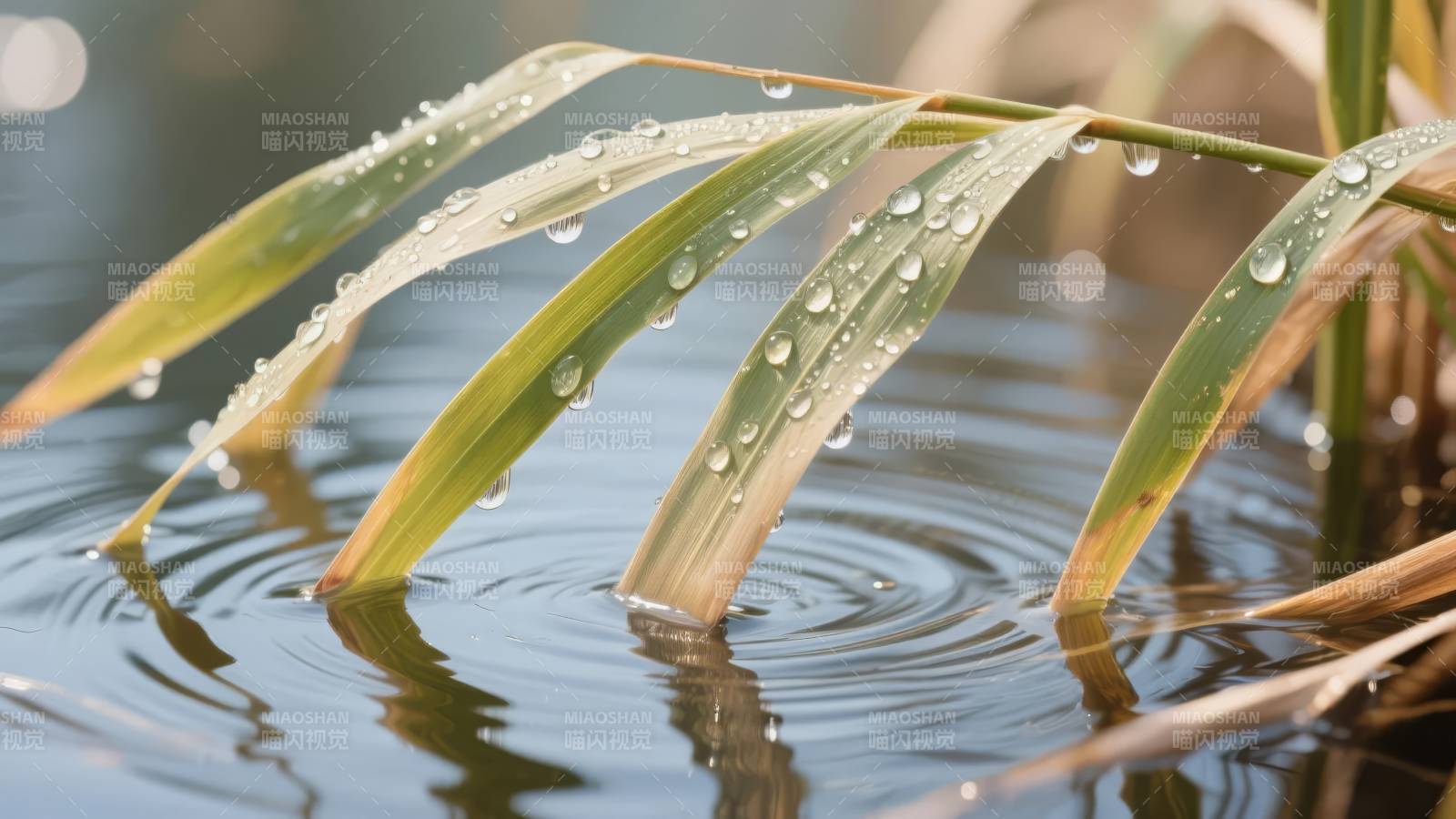 水珠叶影涟漪图片