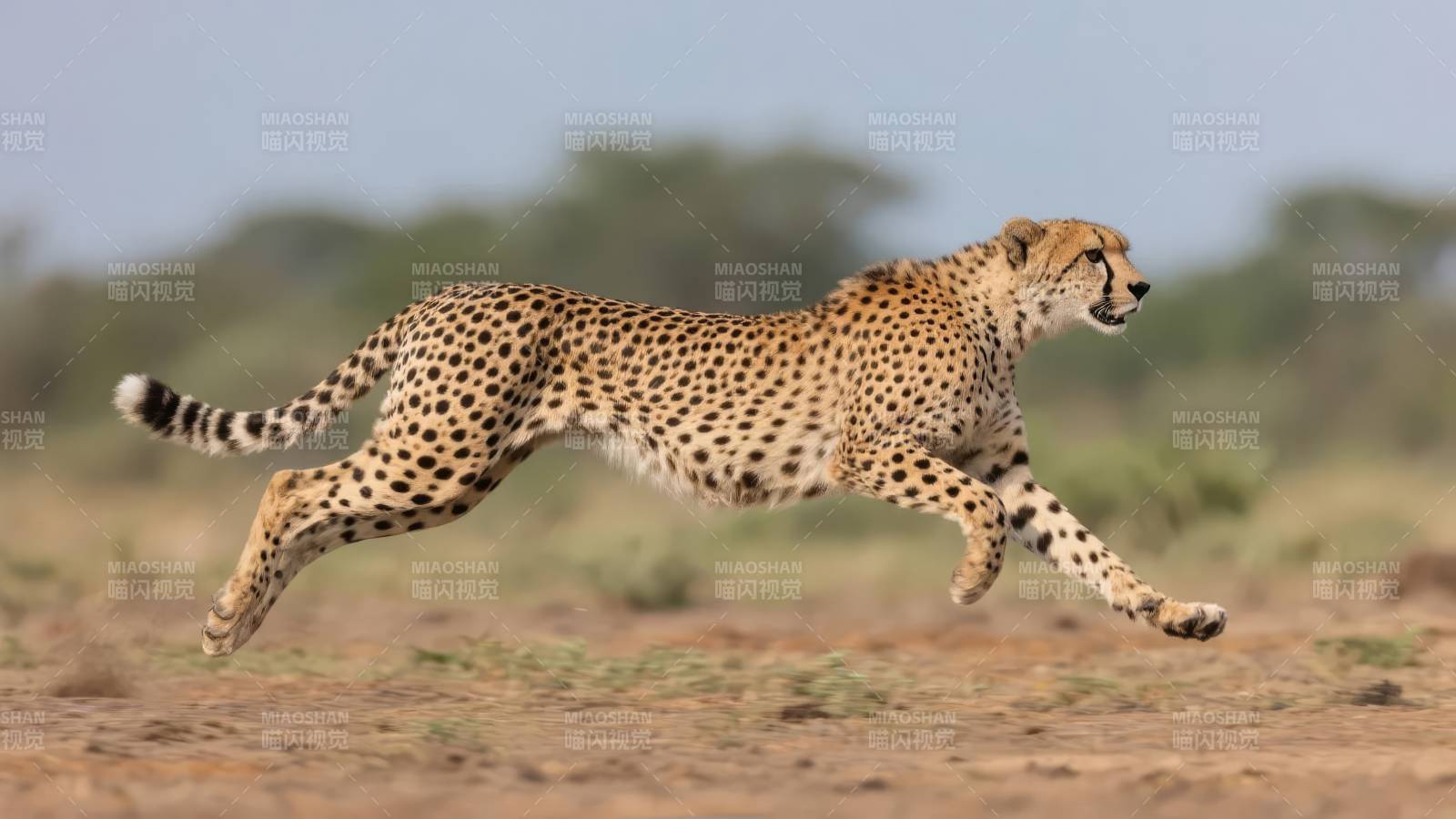 猎豹疾驰草原图片