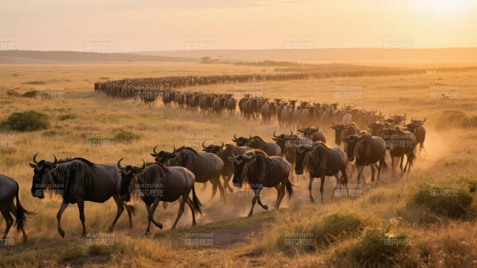 角马迁徙壮观景象图片