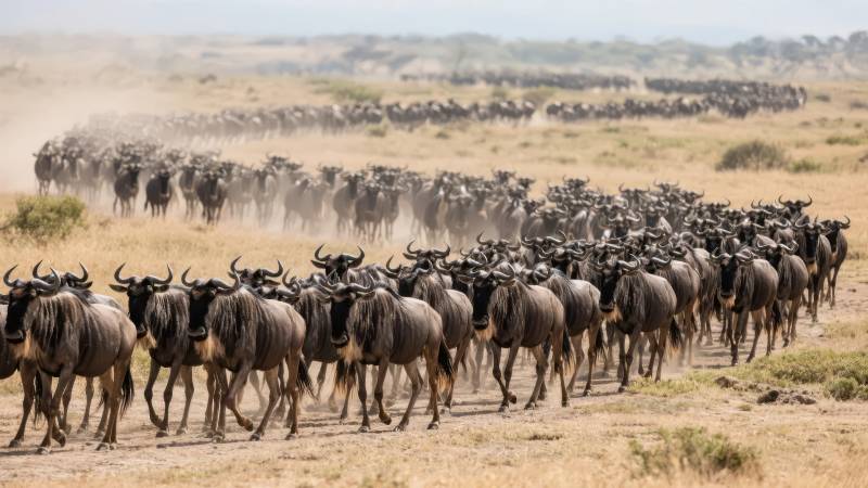 角马群迁徙壮观景象图片