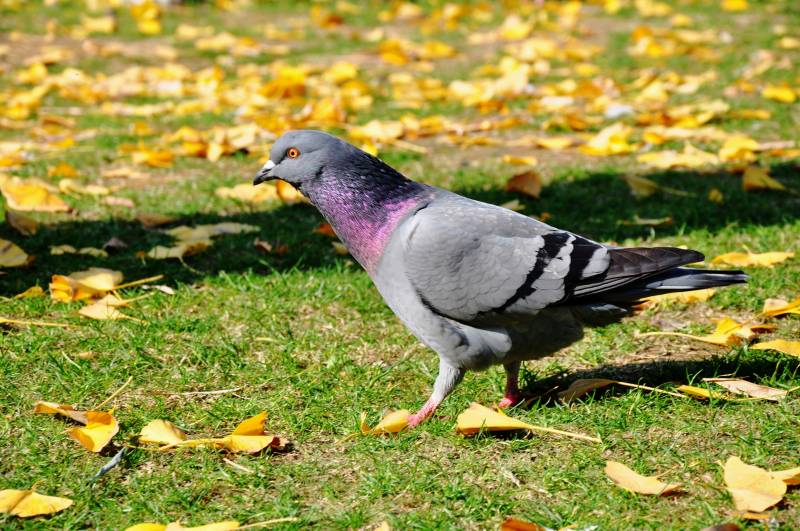 秋日草地上鸽子图片