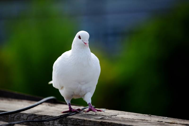 白鸽栖息木栏图片