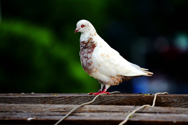 白鸽栖木静立图片