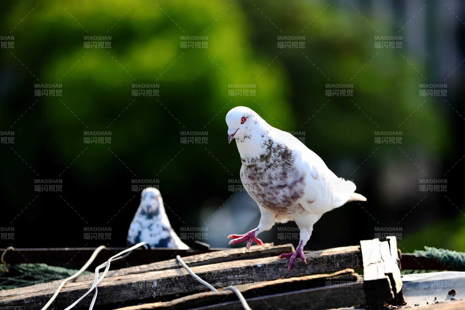 白鸽栖息木栏上图片
