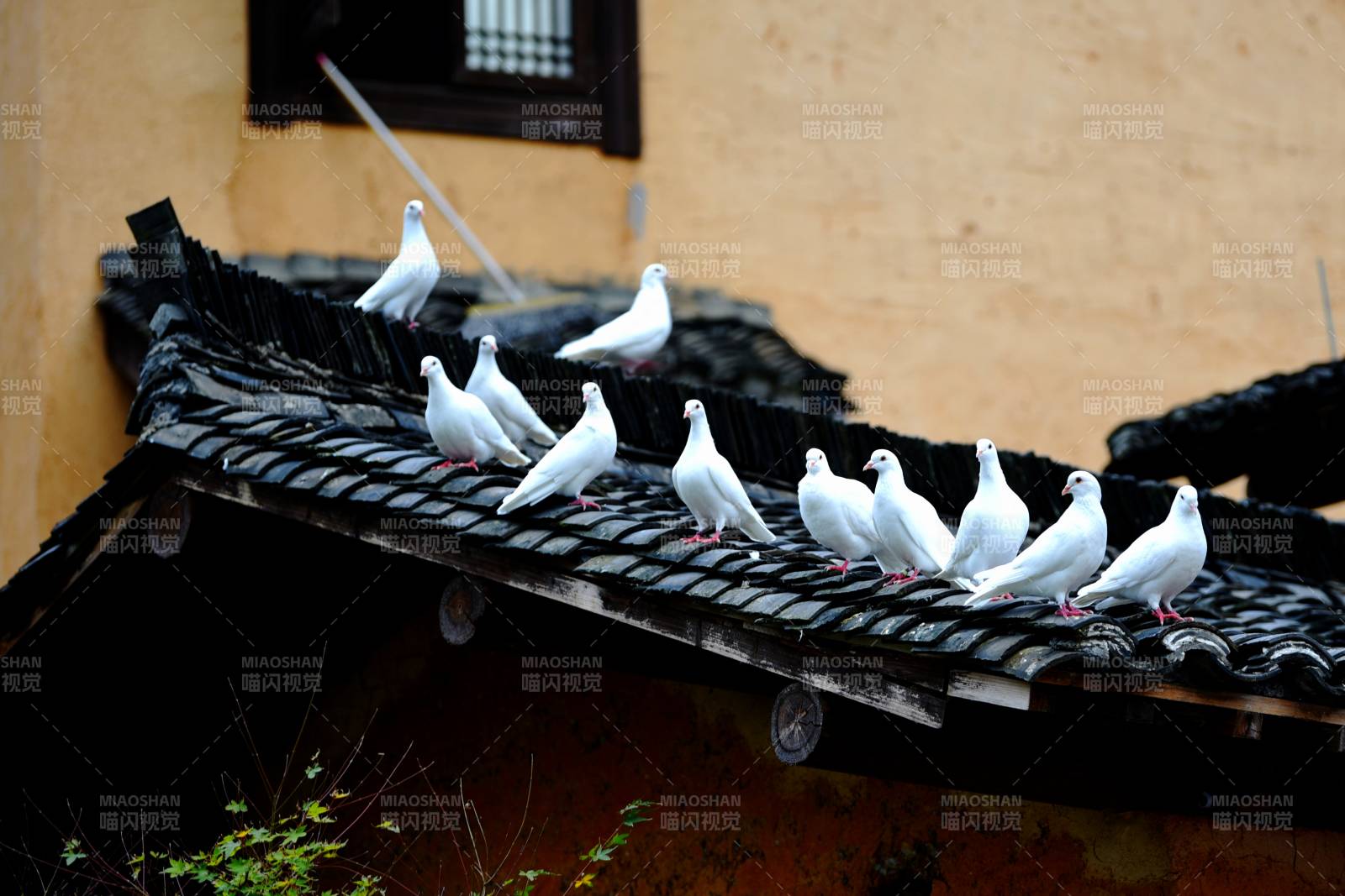 白鸽栖息屋顶图片