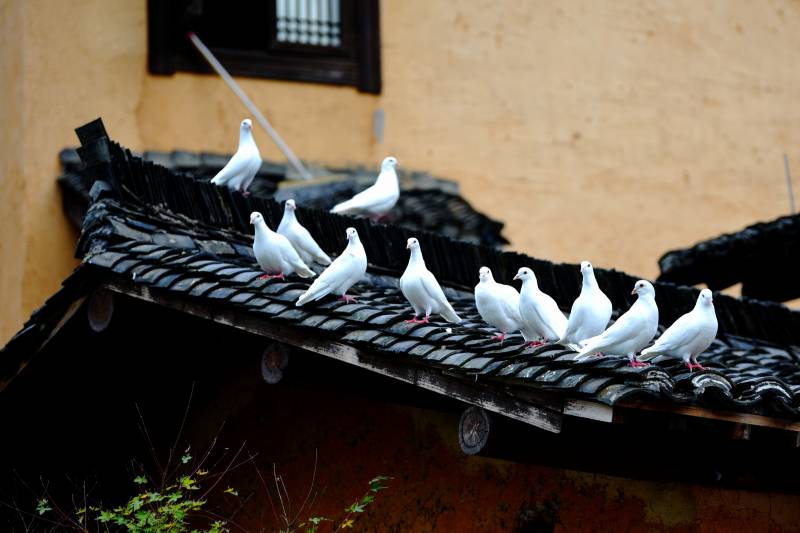 白鸽栖息屋顶图片