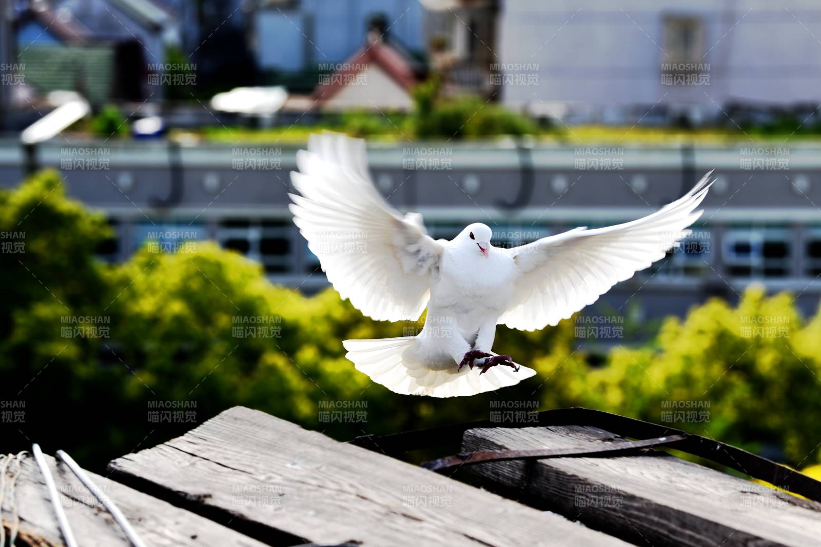 白鸽展翅飞翔图片