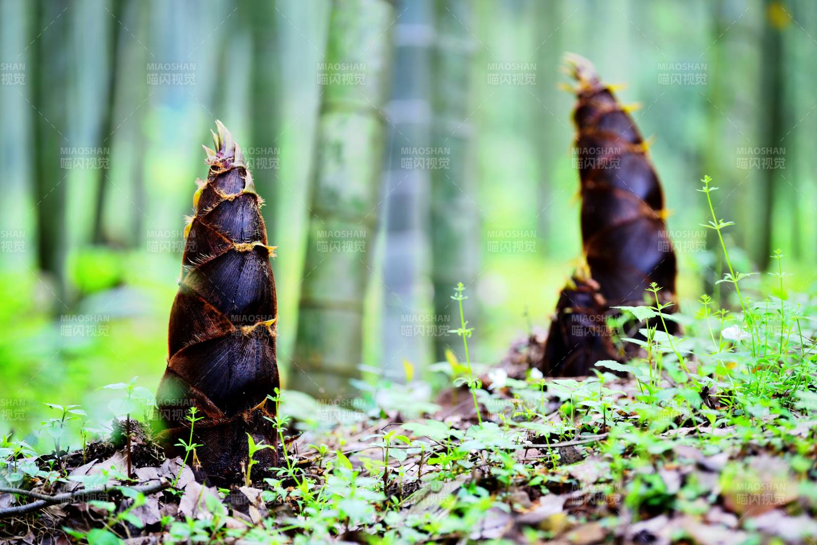 竹笋破土而出图片