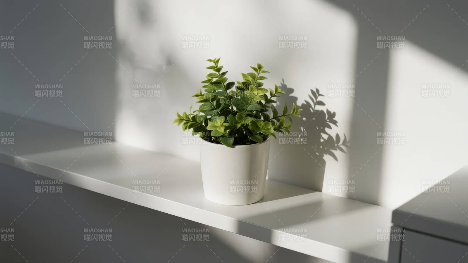 阳光下的绿植图片