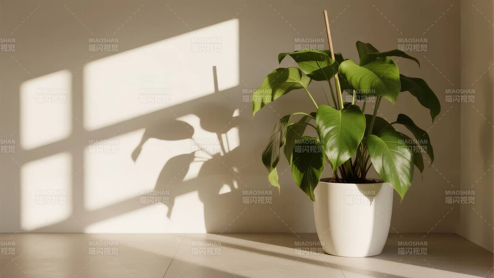 光影中的绿植图片