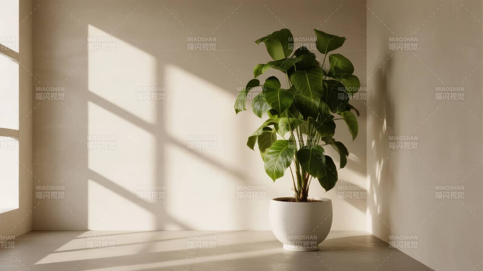 窗边绿植光影图片