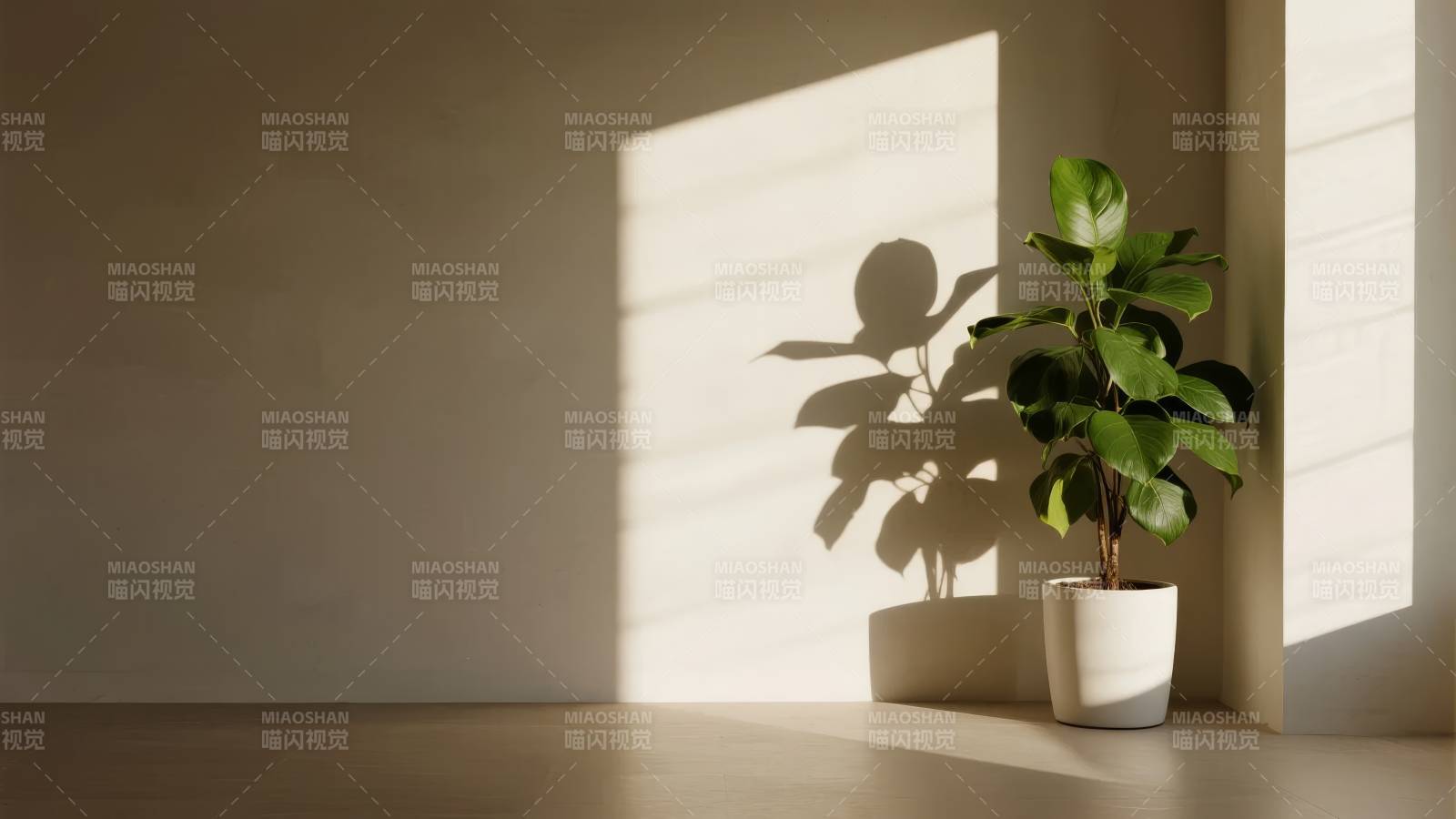 光影中的绿植图片