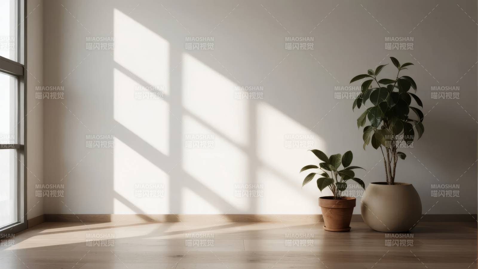 阳光下的绿植静谧图片