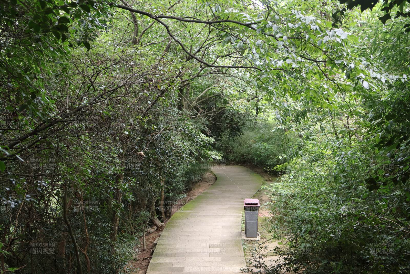 林间小径静谧幽深图片