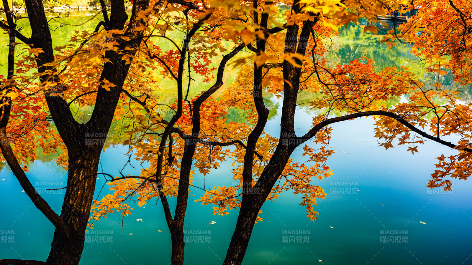 秋色湖光图片