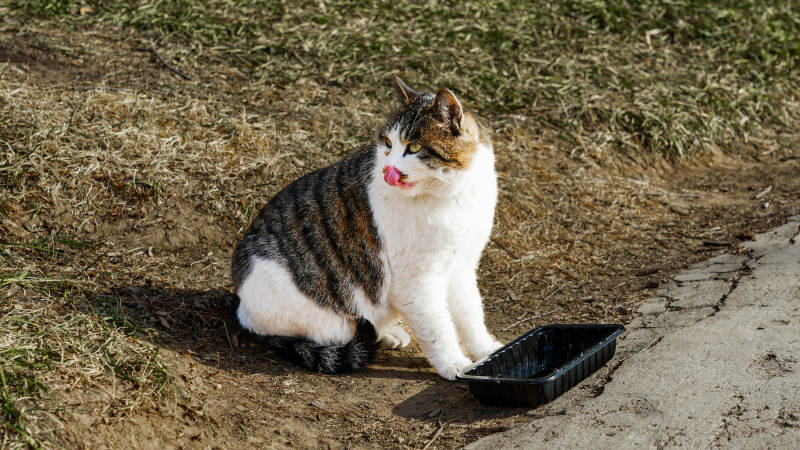 猫咪舔毛休息中图片