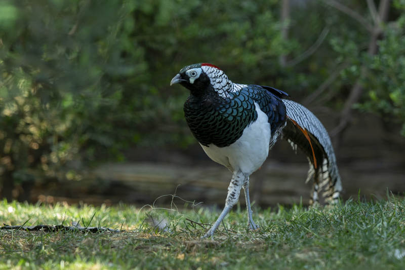 锦鸡悠然踱步图片