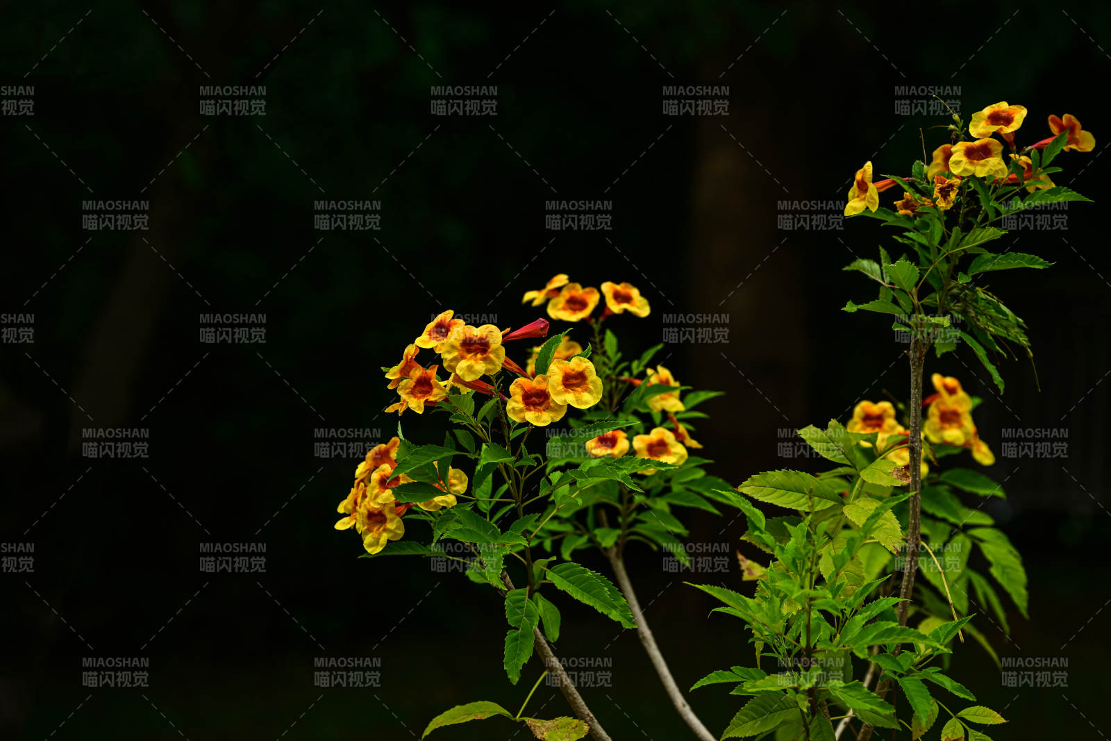 光影下盛开的黄色橙钟花特写图片