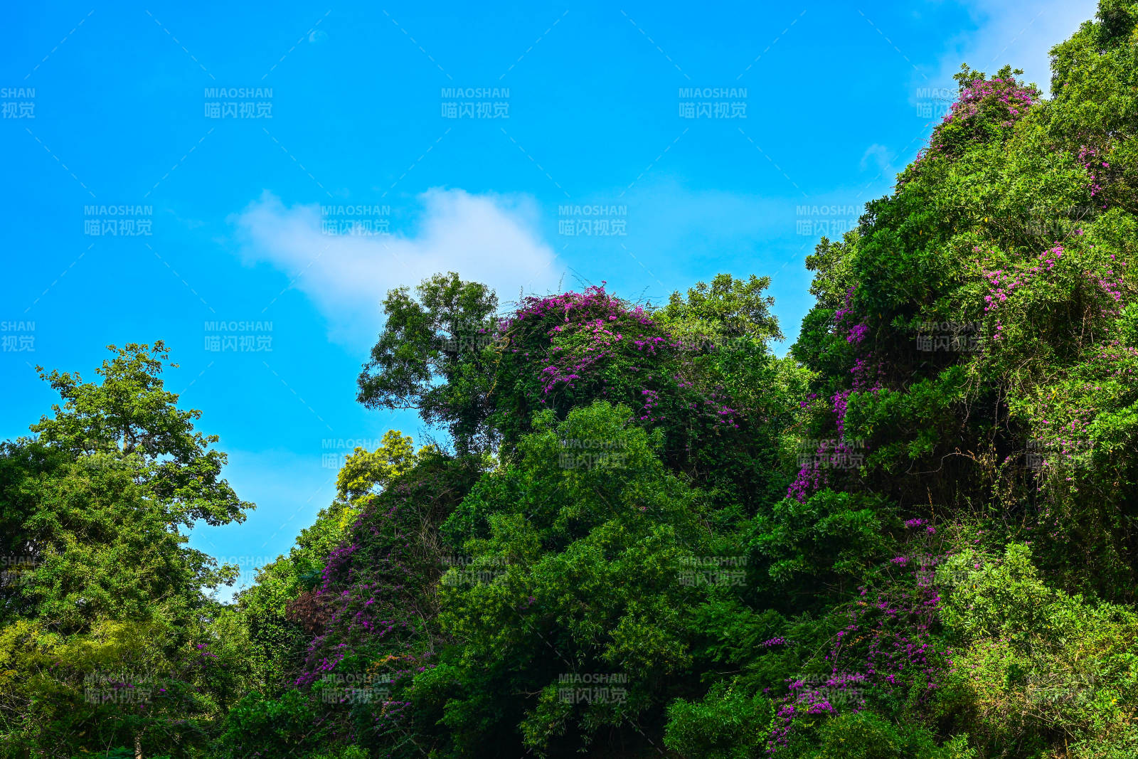 紫花绿树映蓝天图片