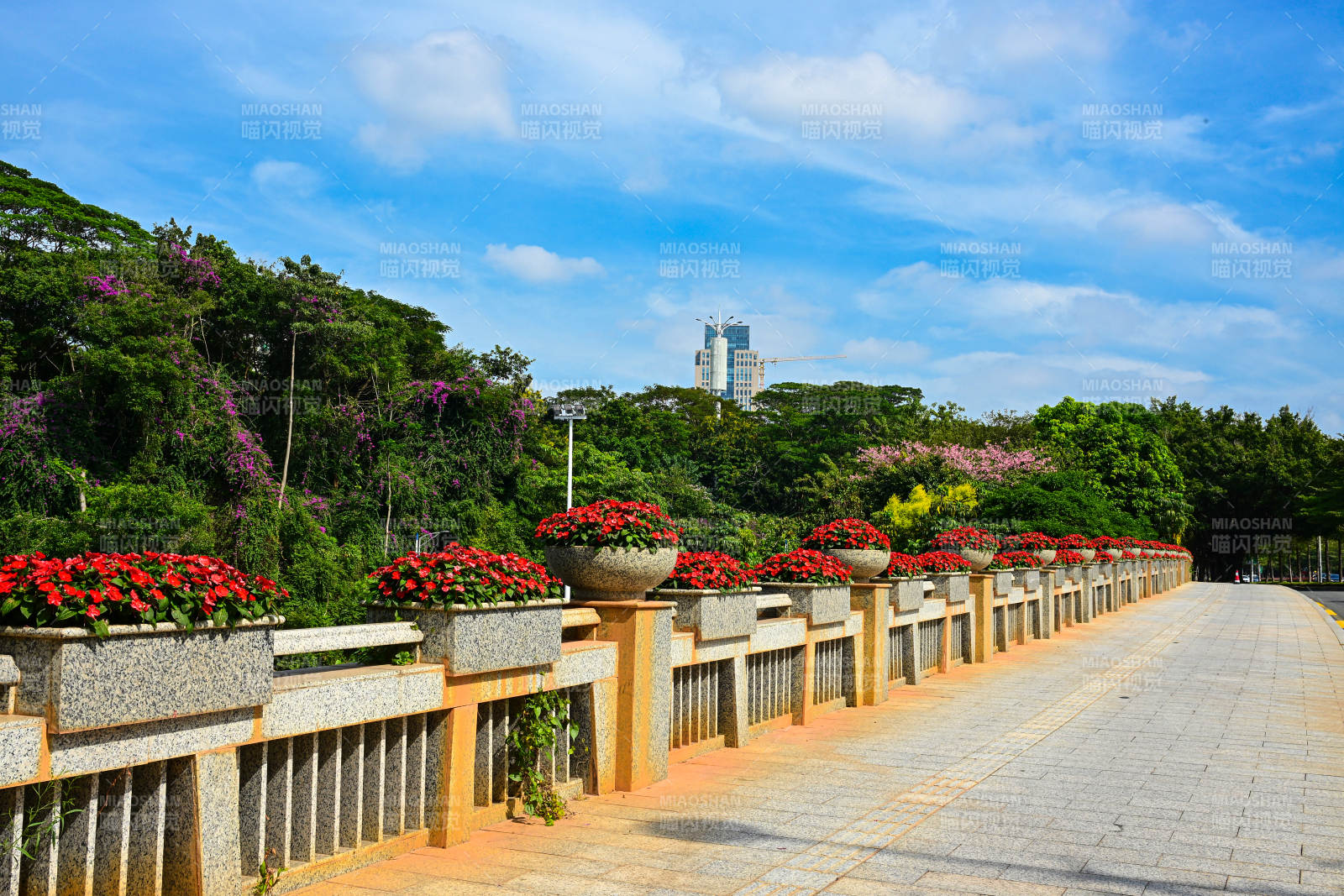 蓝天白云下深圳城市道路旁的绿植花卉景观图片
