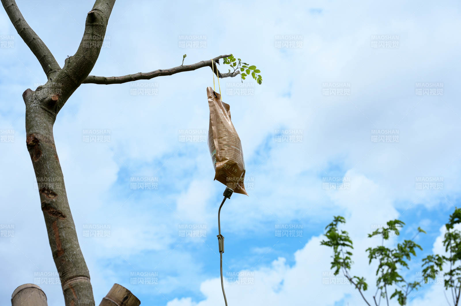 悬挂在树上的输液袋图片
