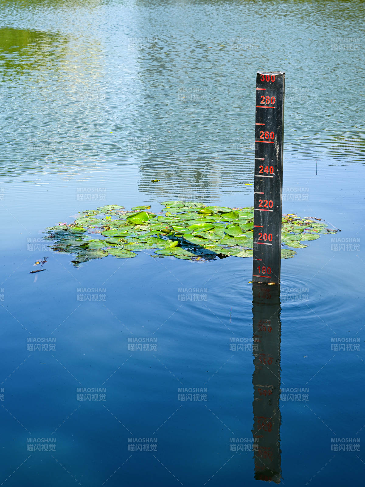 湖面水位测量标尺与睡莲图片