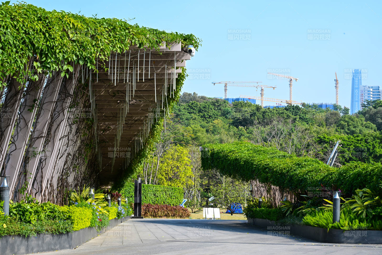 阳光下绿植覆盖的城市景观通道图片