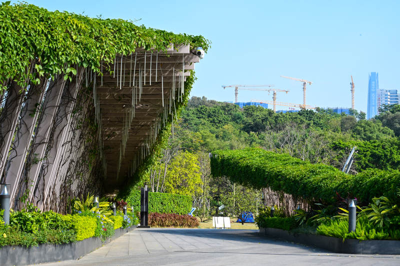 阳光下绿植覆盖的城市景观通道图片