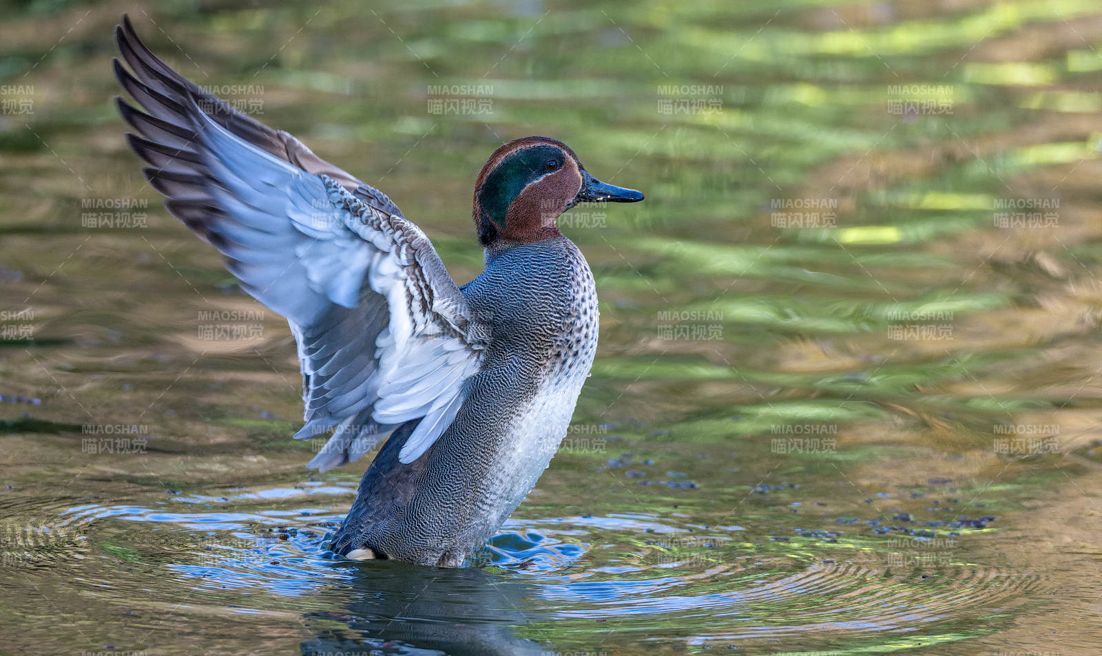 绿翅鸭展翅图片