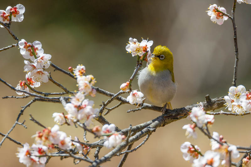 绣眼鸟栖花枝图片