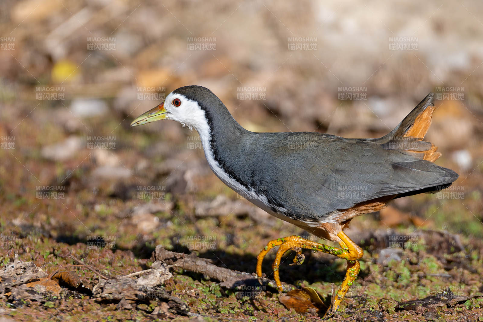 白胸苦恶鸟行走图片