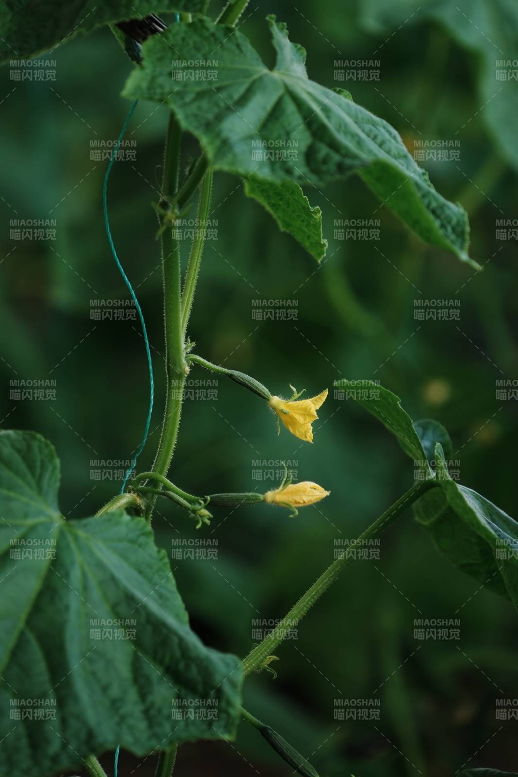 黄瓜花绽放枝头图片