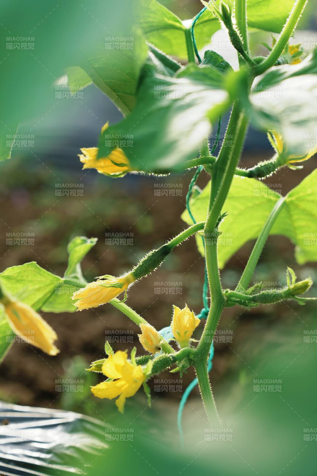 黄瓜花绽放枝头图片