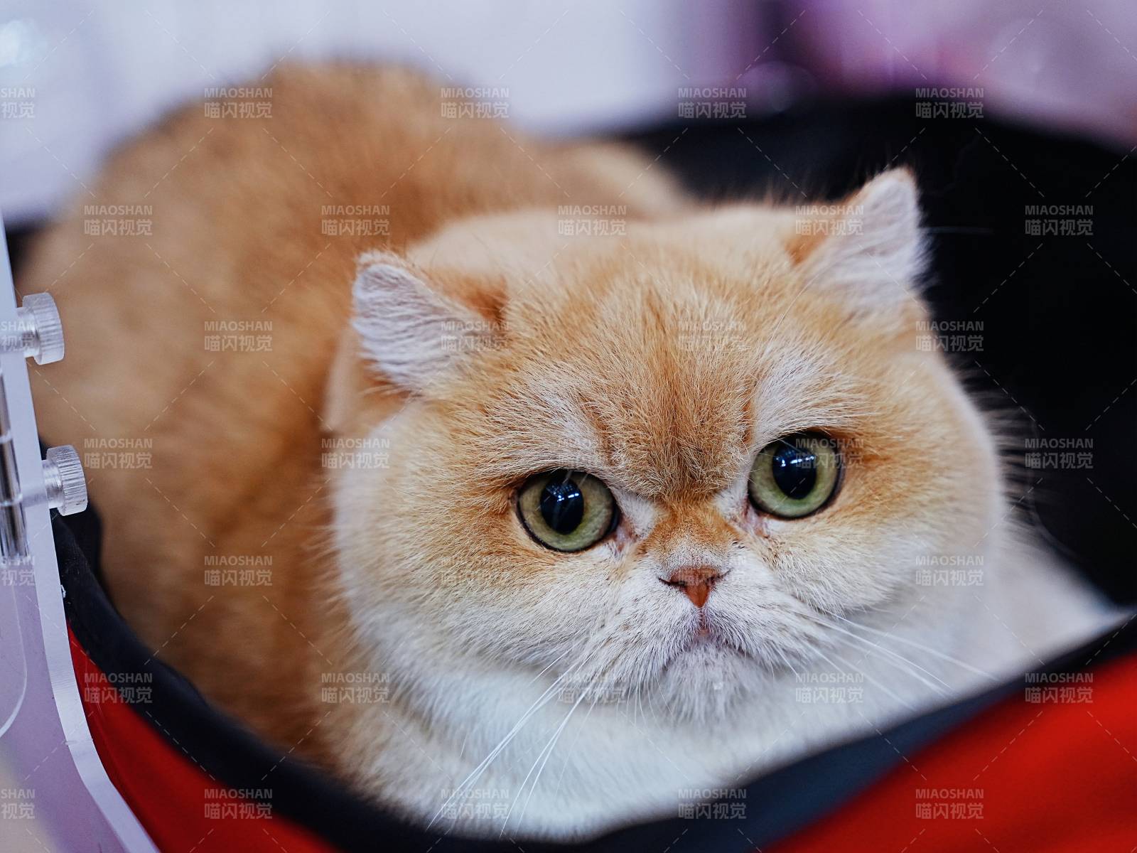 金渐层猫咪特写图片