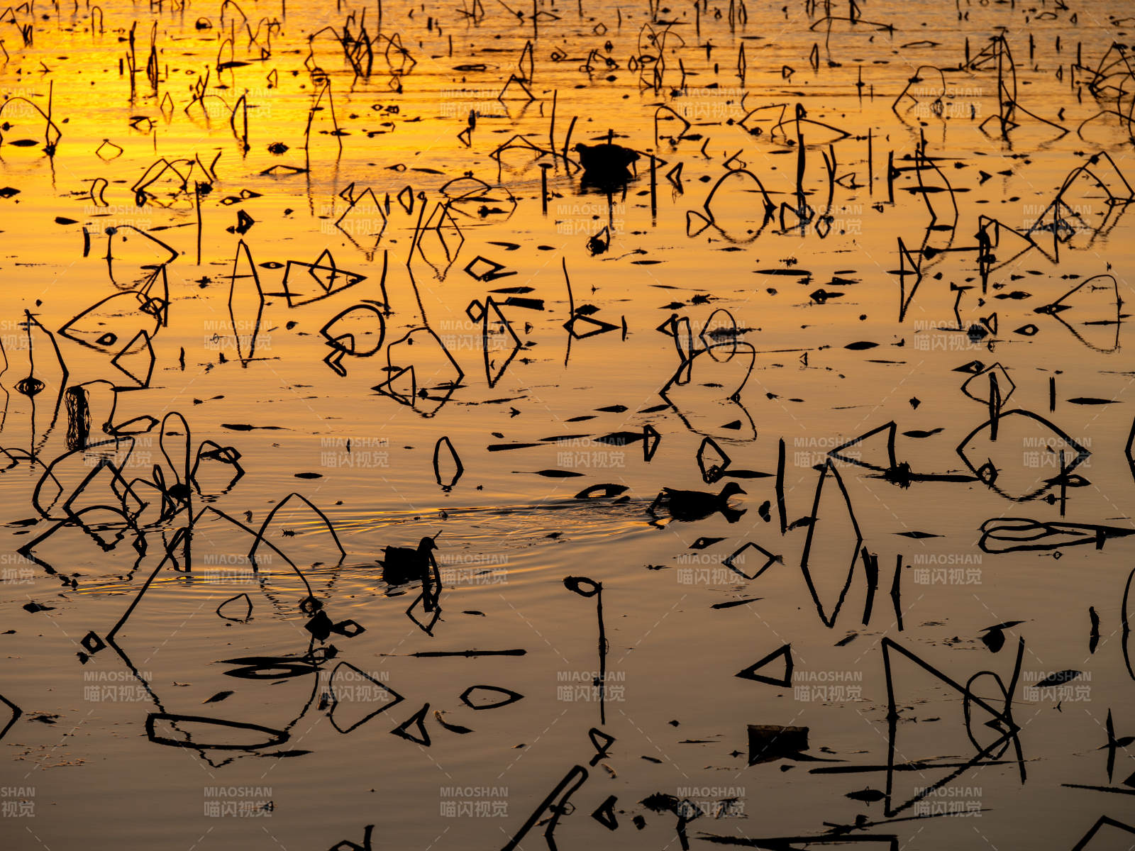 落日下的残荷和水鸟图片