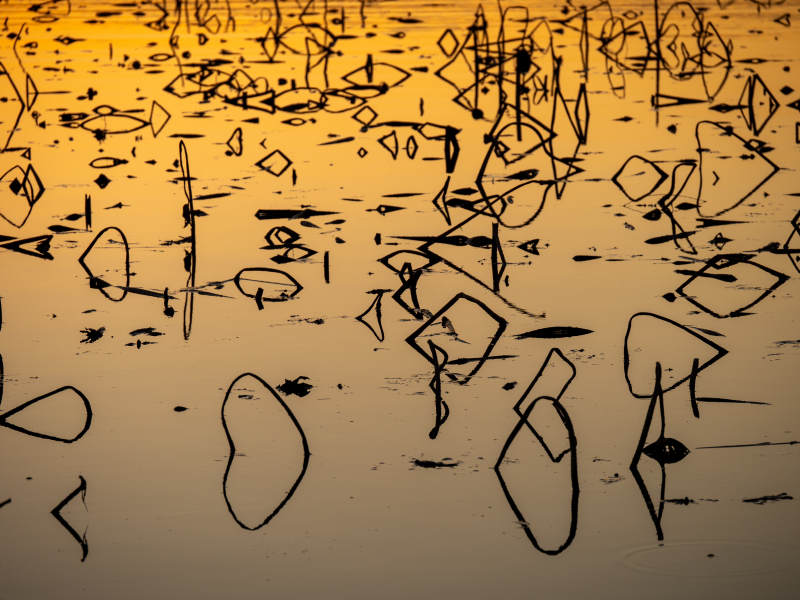 落日下的残荷图片