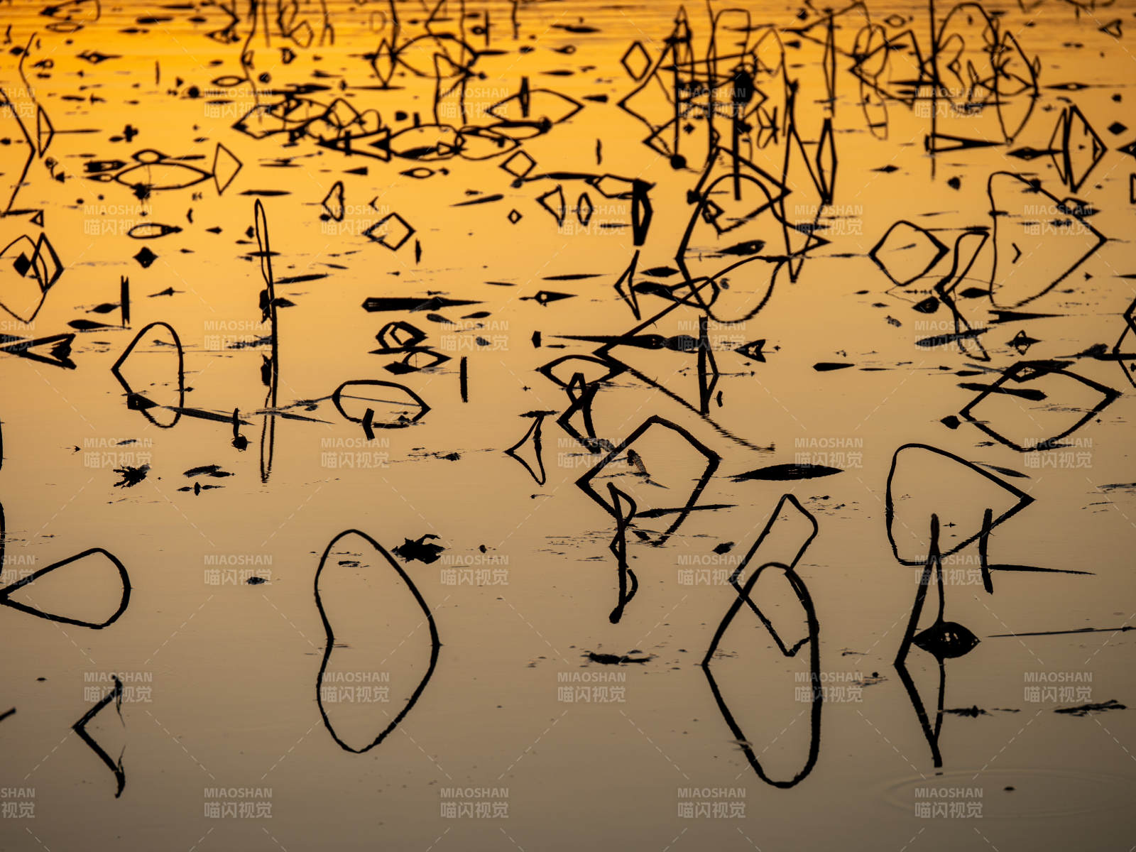 落日下的残荷图片