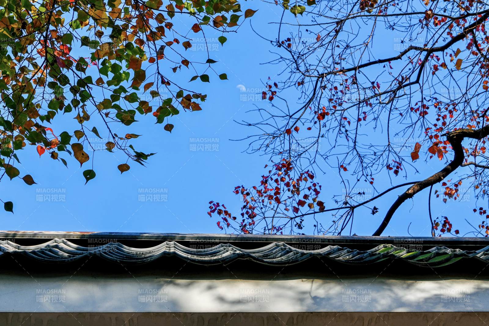 秋叶映瓦檐图片