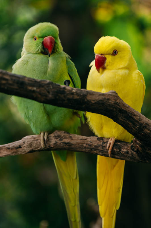 绿黄鹦鹉共栖枝头图片