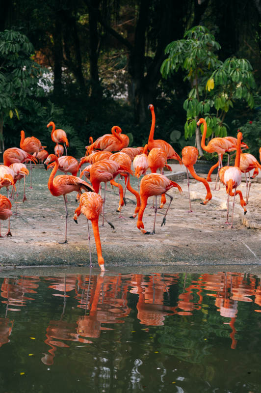 粉红火烈鸟群栖水边图片