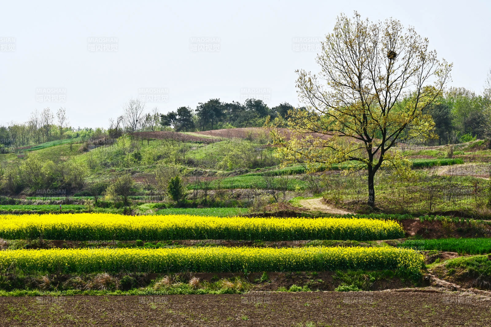 春天湖北南漳县乡村田园油菜花开满山间图片