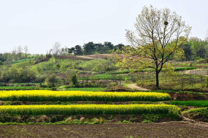 春天湖北南漳县乡村田园油菜花开满山间图片