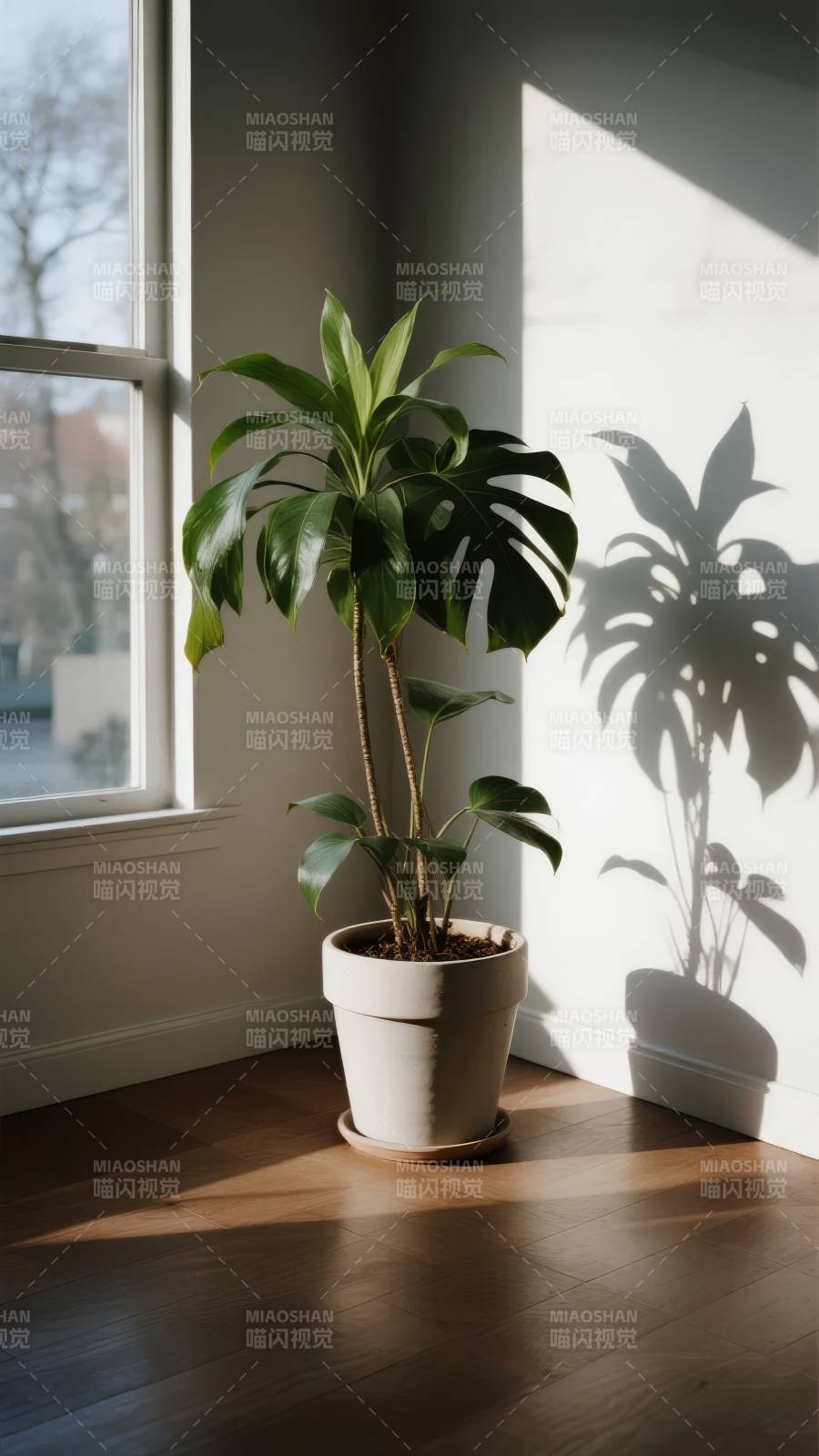 窗边绿植光影图片