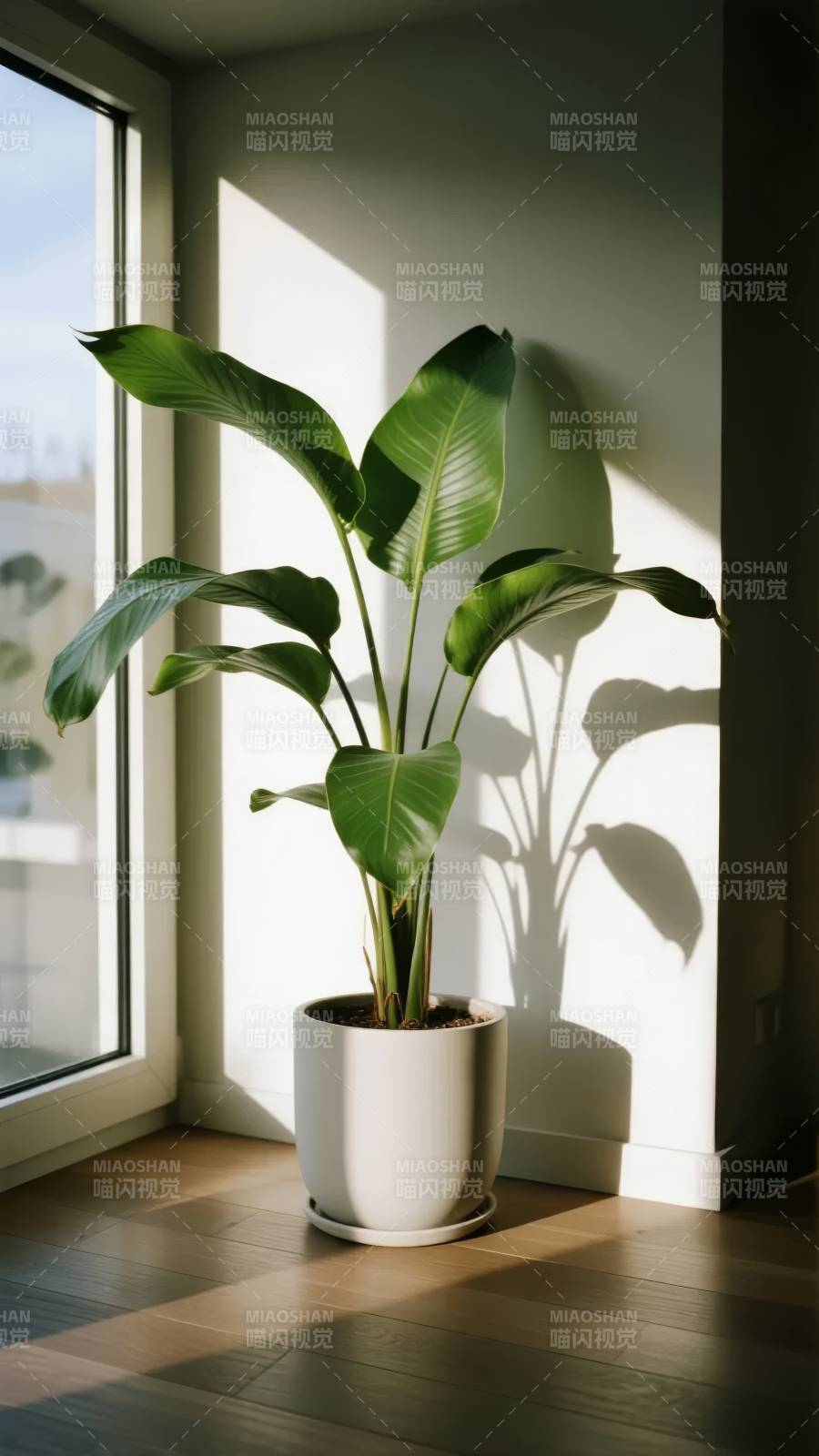 窗边绿植光影图片