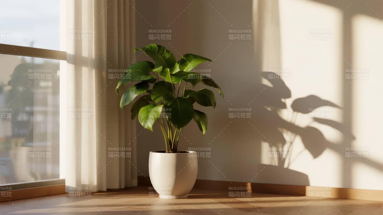 窗边绿植光影图片