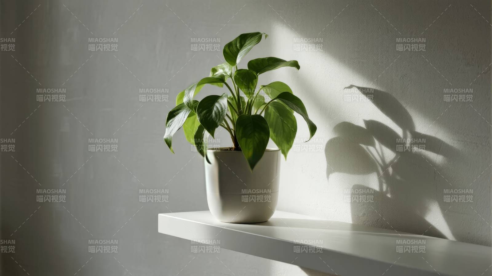 绿植光影静谧美图片