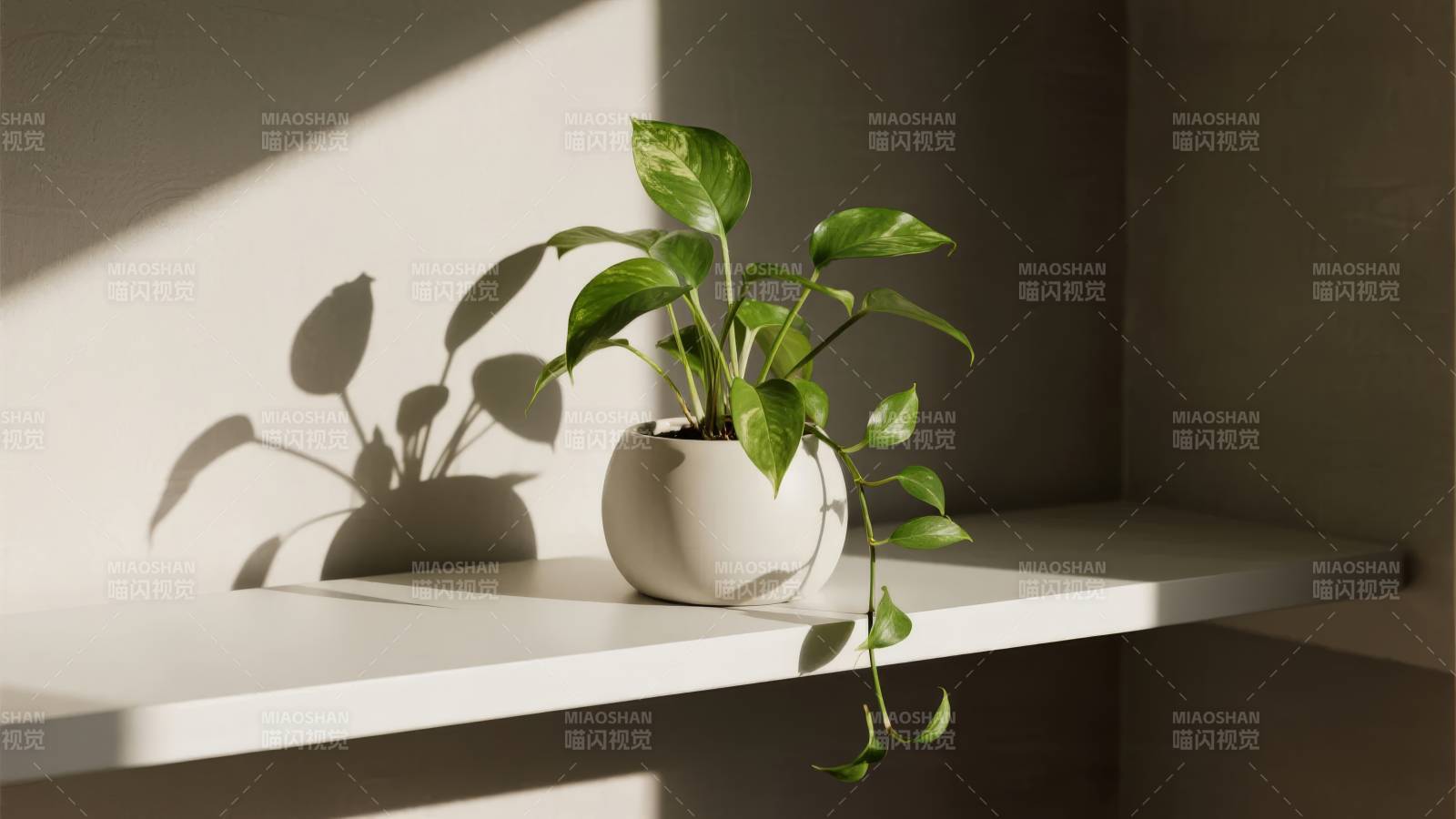 绿植光影静谧角落图片